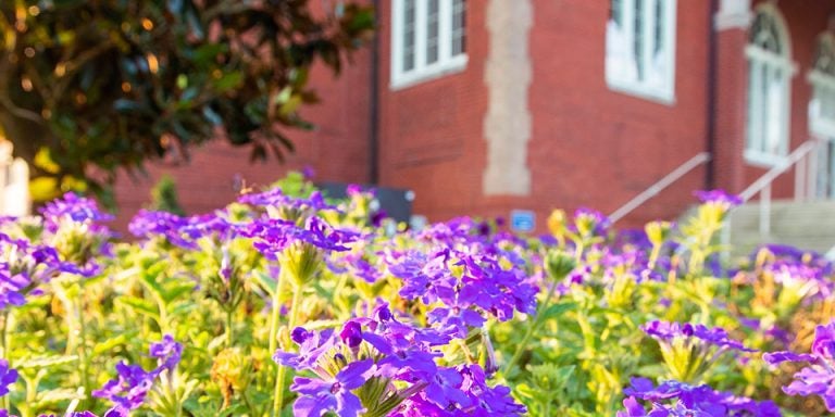 Purple flowers color the landscape near Wright Auditorium on the campus of ECU on Tuesday, Aug. 7, 2018. (ECU Photo by Rhett Butler)