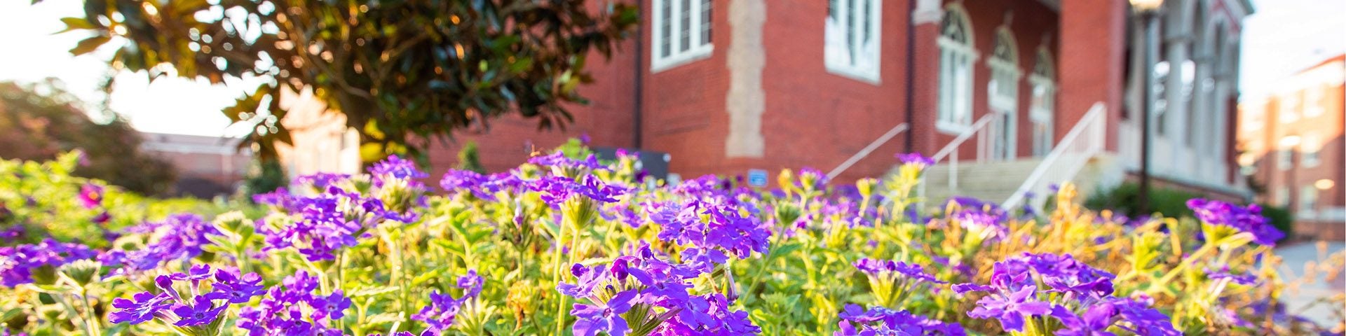 Purple flowers color the landscape near Wright Auditorium on the campus of ECU on Tuesday, Aug. 7, 2018. (ECU Photo by Rhett Butler)